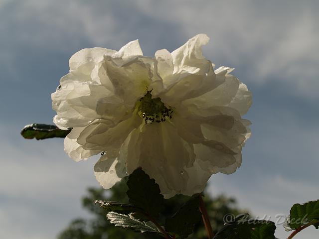 Rubus rosiflorus Coronarius_4.JPG